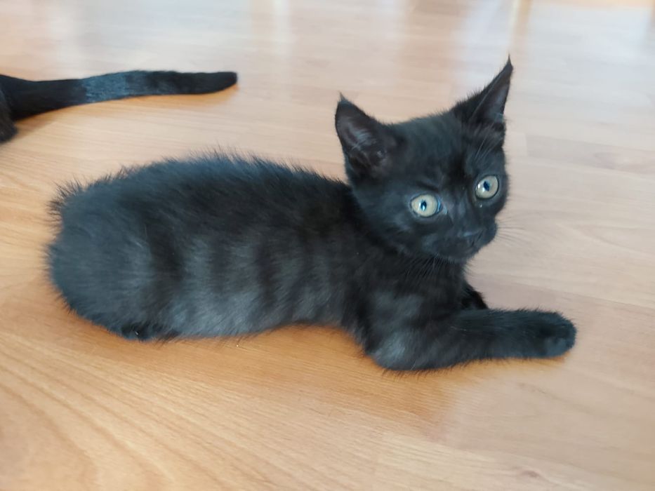 Отдам милых котят