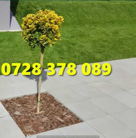 Gazon / Insamantare / Rulouri de Gazon