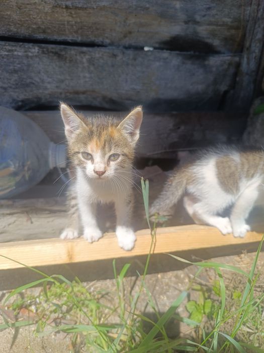 Puiuți de pisică