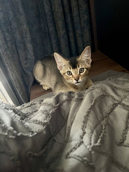 Дерзкие котята Чаузи