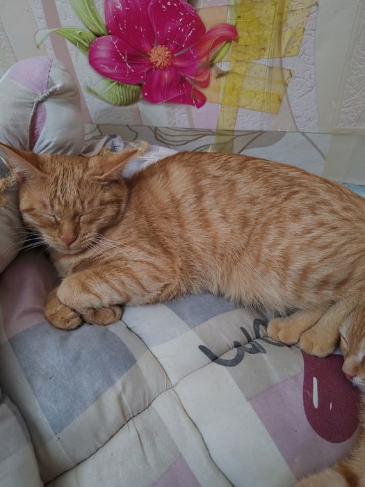 Рыжая кошечка домашняя