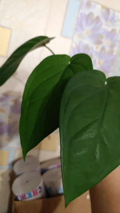 Сингониумы и другие цветы