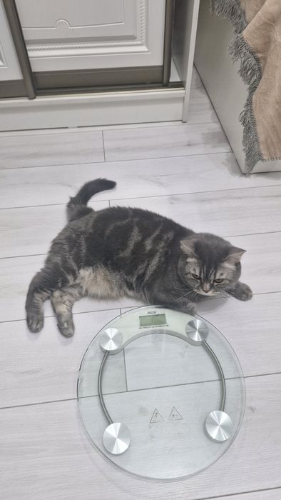 Отдам бесплатно, Шотландский кот