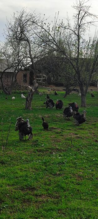 Индюки ( самцы /қораз )