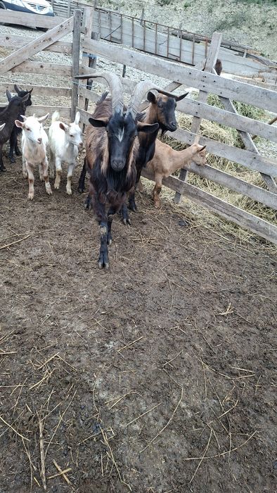 Vand 2 tapi alpini francezi