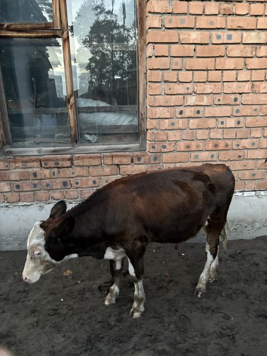 Сйыр бұзауымен сатылады