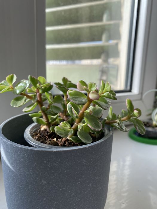 Крассула (полтуракария арфа)