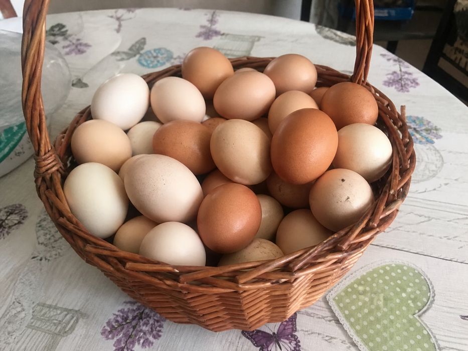 Ouă de gaină de casă