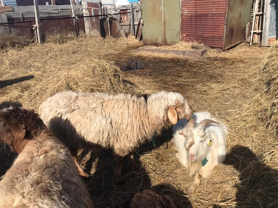 Овцы козы бараны