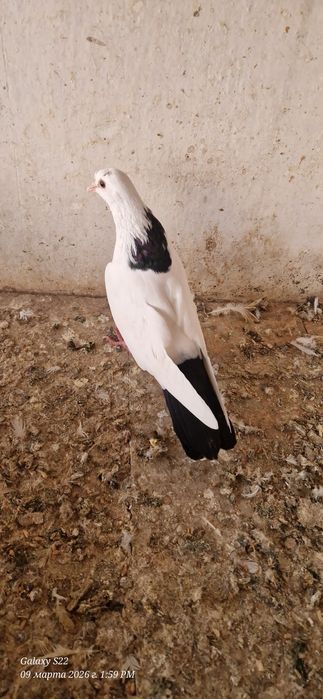 Черно шеики черно хвостые