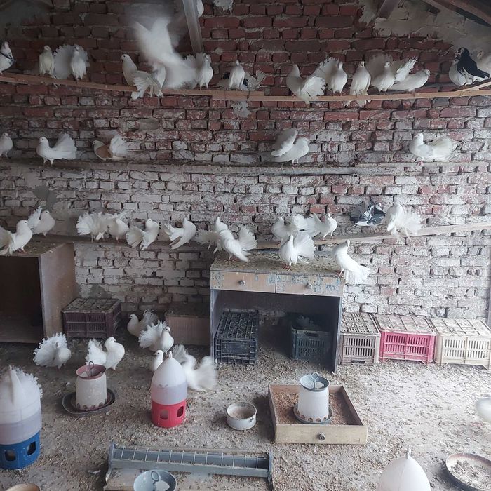 продавам гълъби финерлии - бели и пъстри