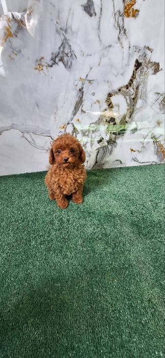 Той пудел мъжко тойче