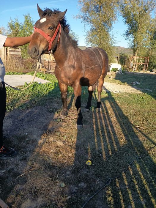 Schimb mânz de 11 luni cu mânză