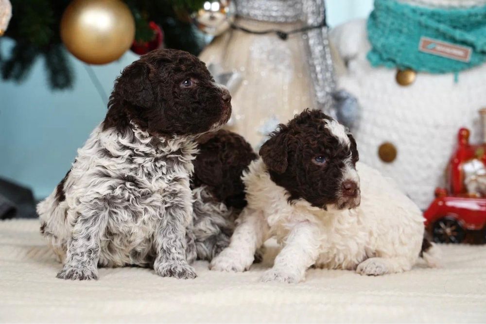 Щенки Лаготто Романьоло