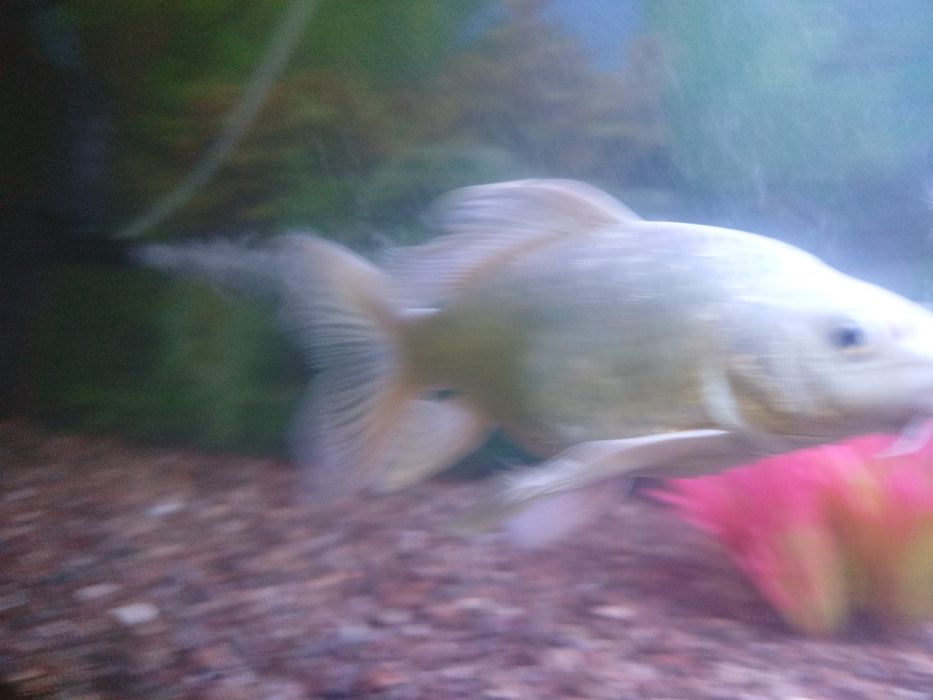 Коя рыбы акварум