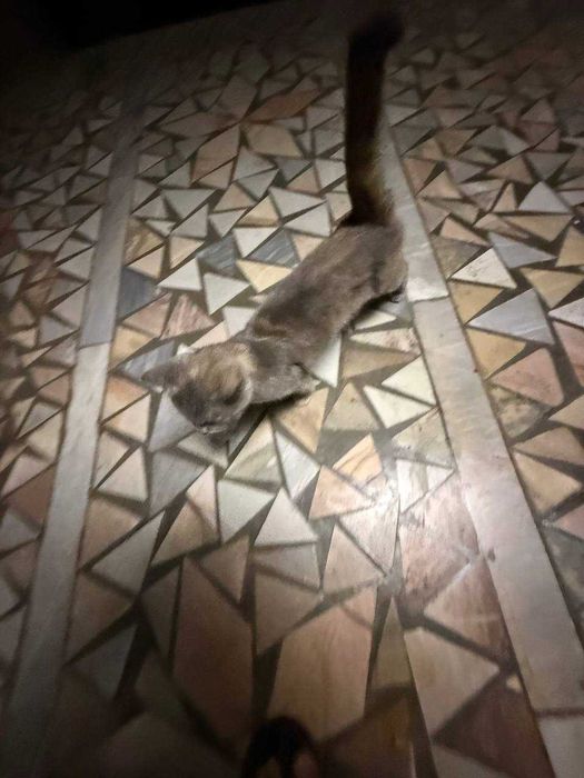 Пристраивается кошечка