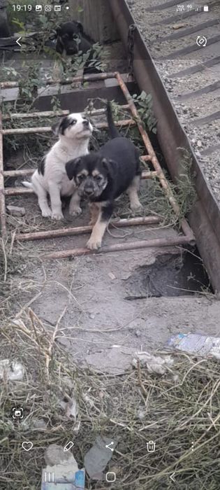 Щеночки Майкудук Караганда ищут хозяев