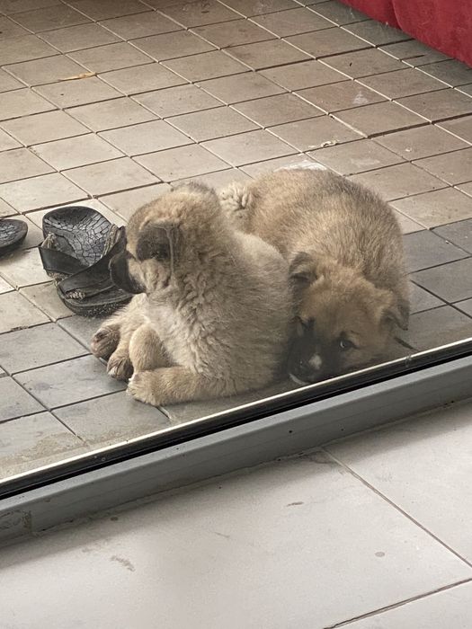 Щенята, детишки игривые