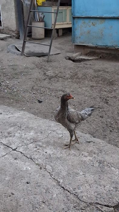 Продам курей и цвплять.