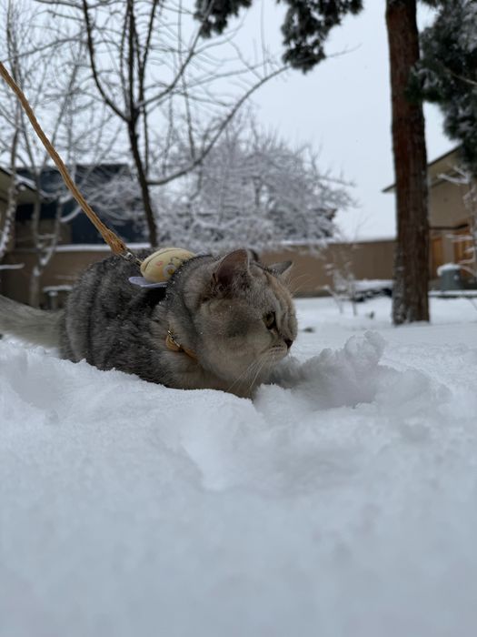 Mushuk sotiladi sog’lom zoti British chinchilla qiz bola 7 oylik