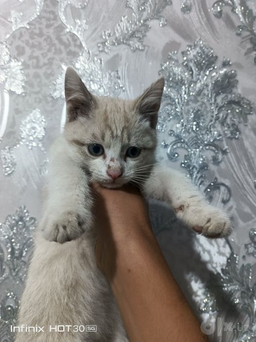 malochniy mushuklar
