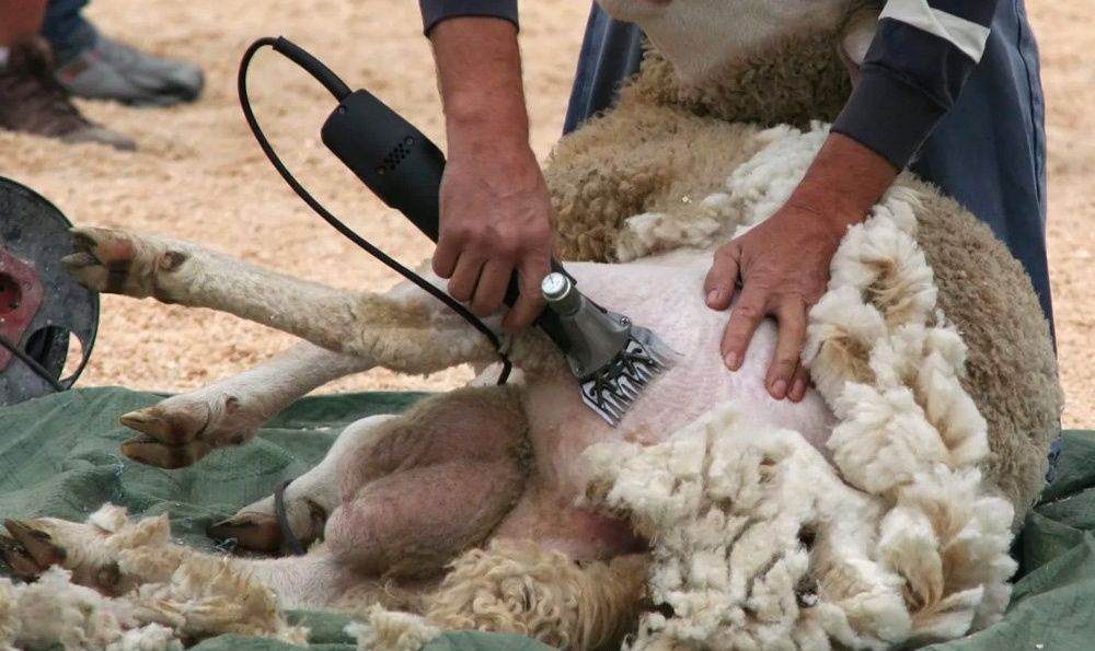 Куй Жунини Киркамиз! ( стрижка овец ) )