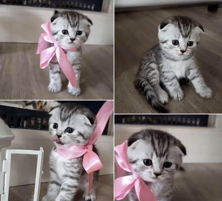 Вислоухие Шотландские котята