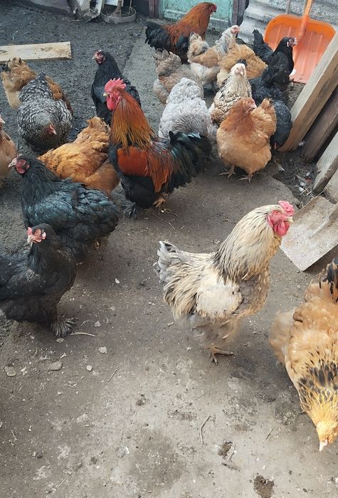 Инкубационное яйцо