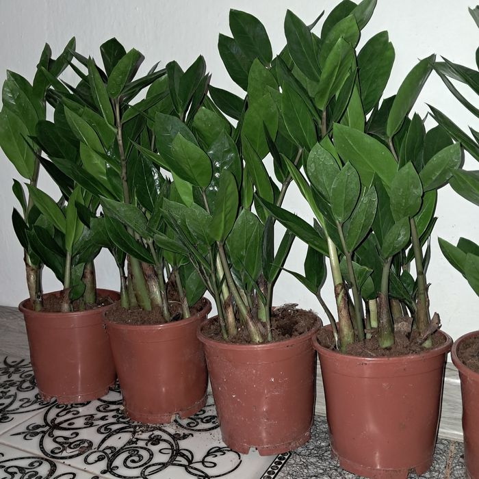 Замиокулькас(Доллар) Мырзакент