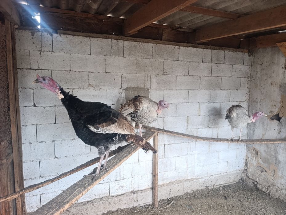 Продам индюков и индюшек
