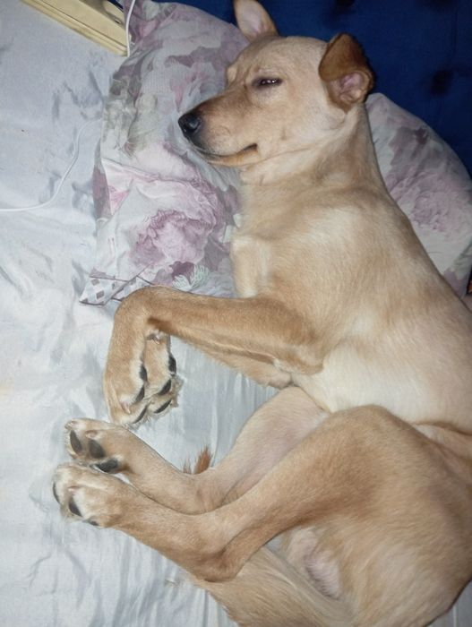 Отдам в хорошие руки