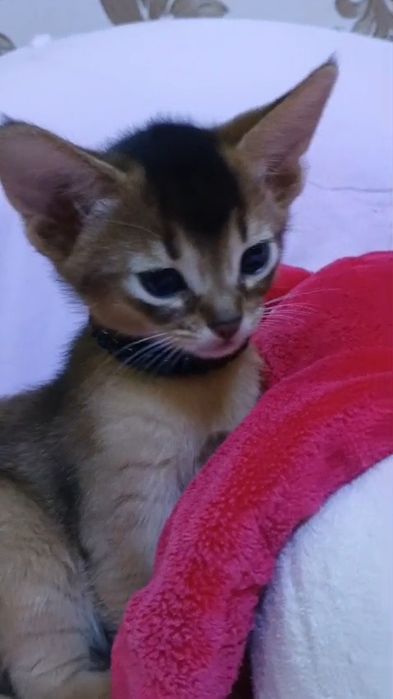 Абиссинские котята Европейский тип