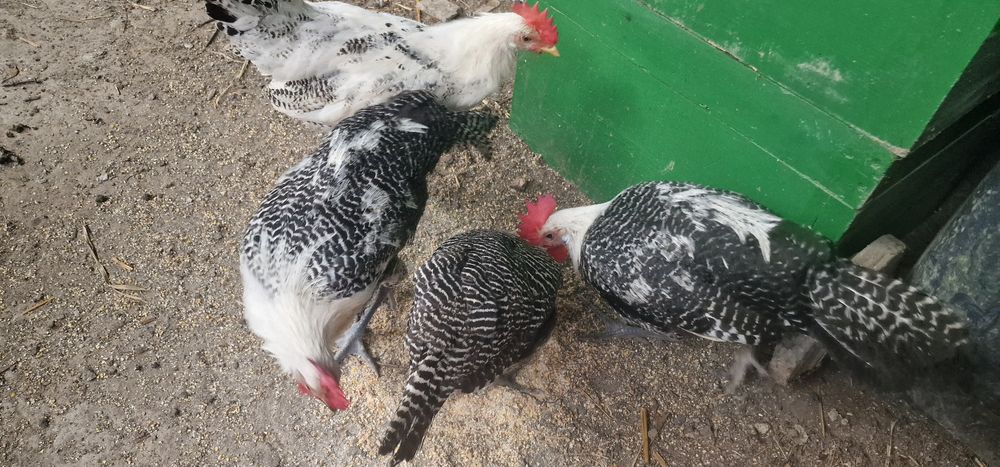 Vand cocoși Playmount și Brakel