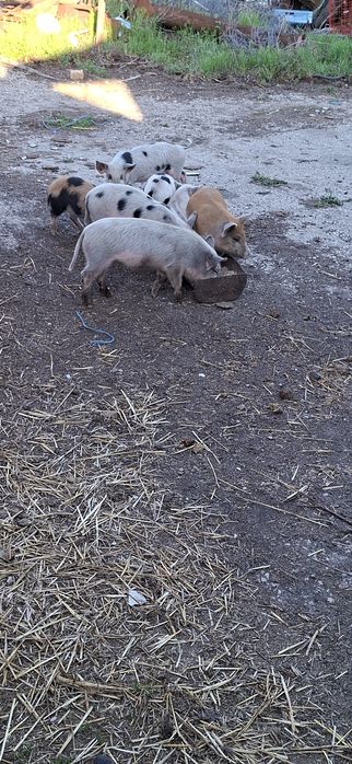 Продавам прасенца варненско