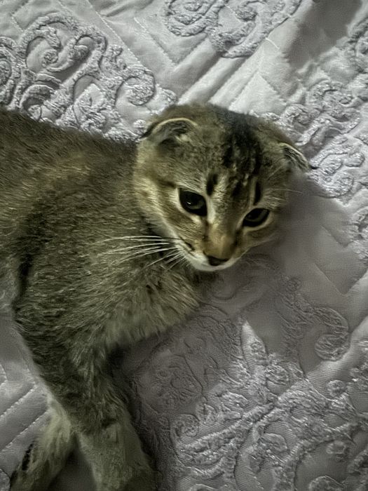 скотч фолд кошка