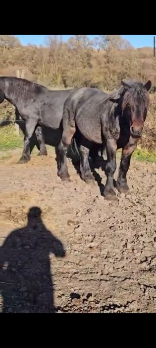 Vând doi mânji frați