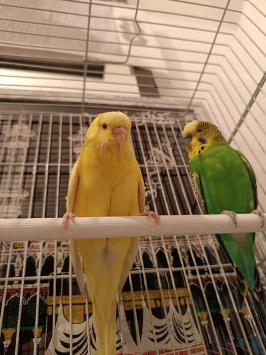 Волнистый попугай