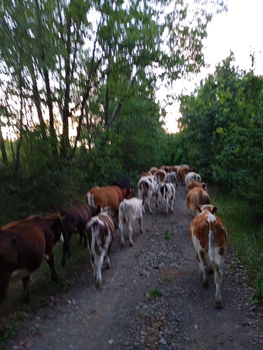Vând 34 vaci și 15 vitei