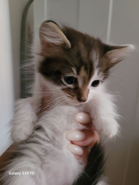 Катенкий  1.5 месяца
