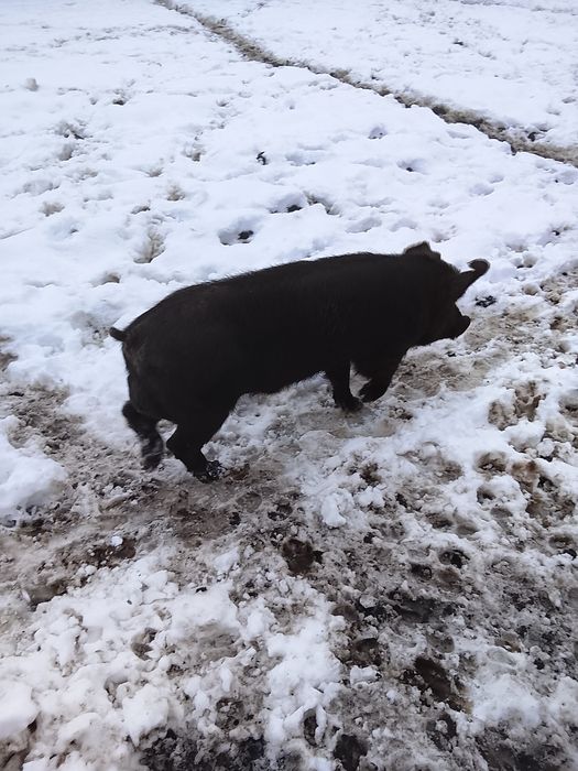 Se vinde oricare dintre ei