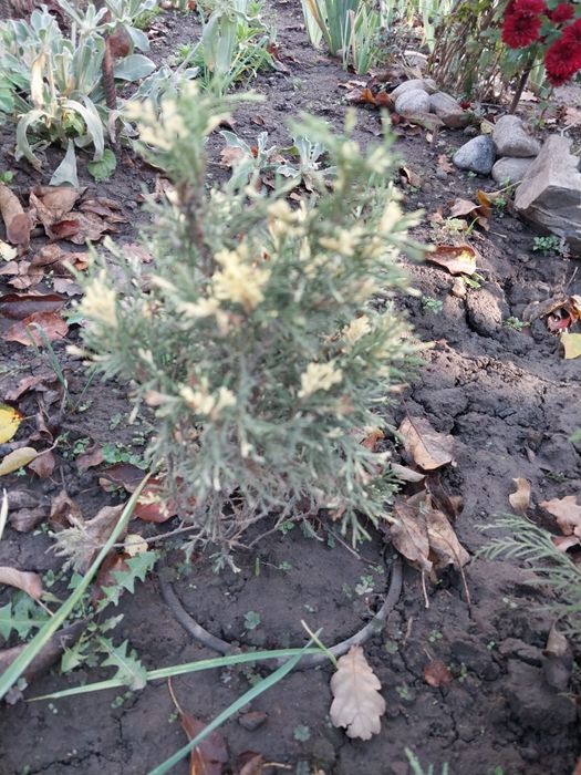 Продам садовые цветы