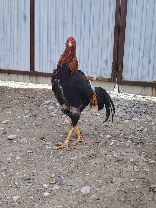 Бойцовский дакан