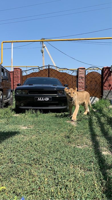 Авто аренда 24/7