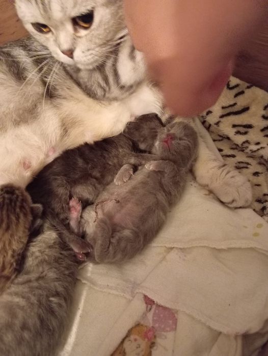 Котята британцы бронь