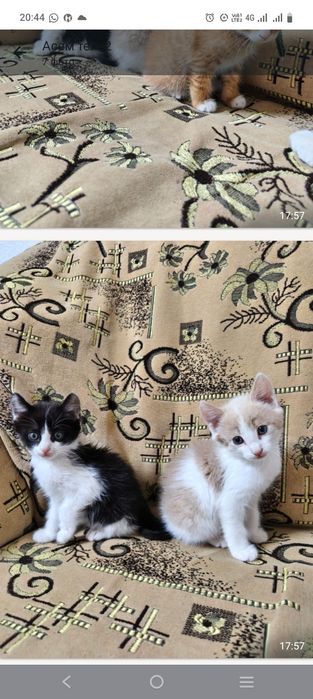 Продам домашних котят