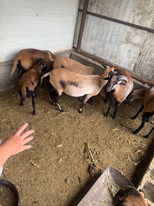 Îi de camerun de vanzare