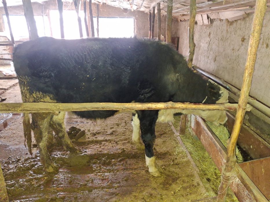 Продам бычка на откорме