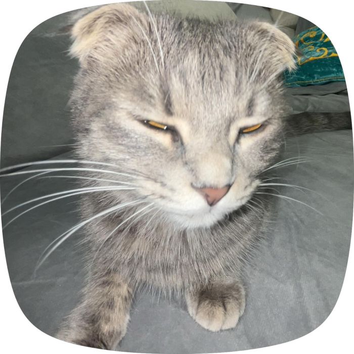 Продоется кошка.