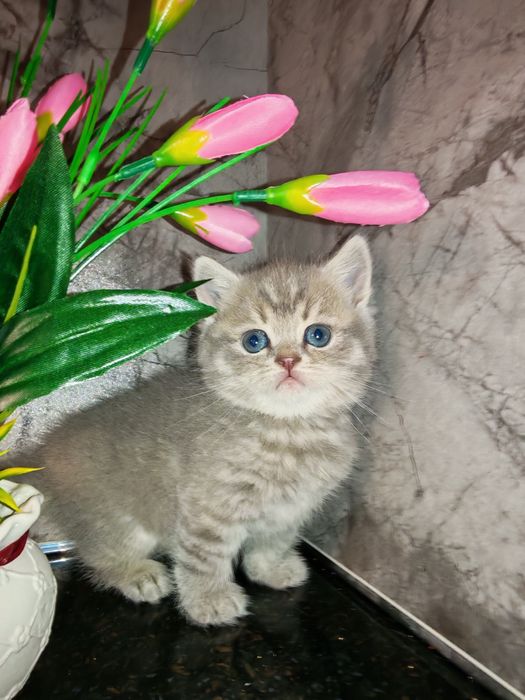 Скотиш страйт чистокровные