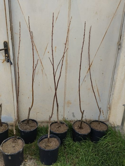 Ядлив кестен(сладък кестен)